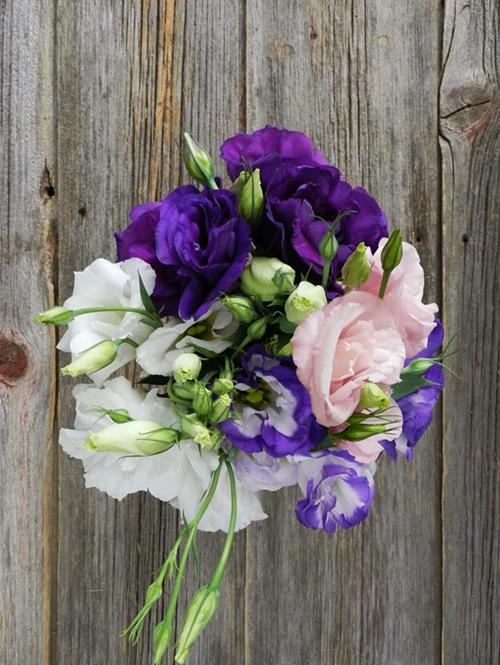 ASSORTED LISIANTHUS  ASSORTED LISIANTHUS